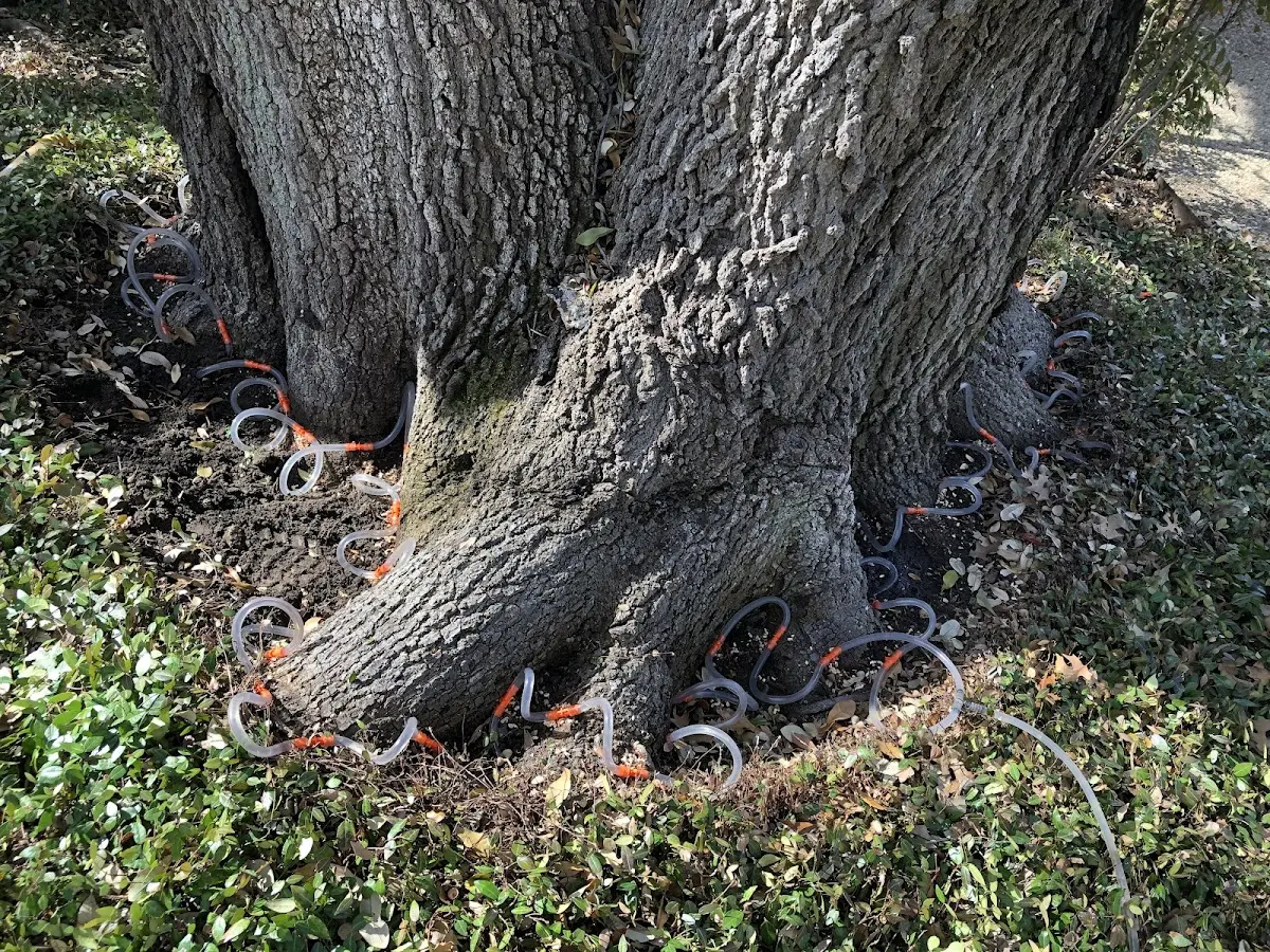Detailed Tree Cabling and Bracing job site in Daleville