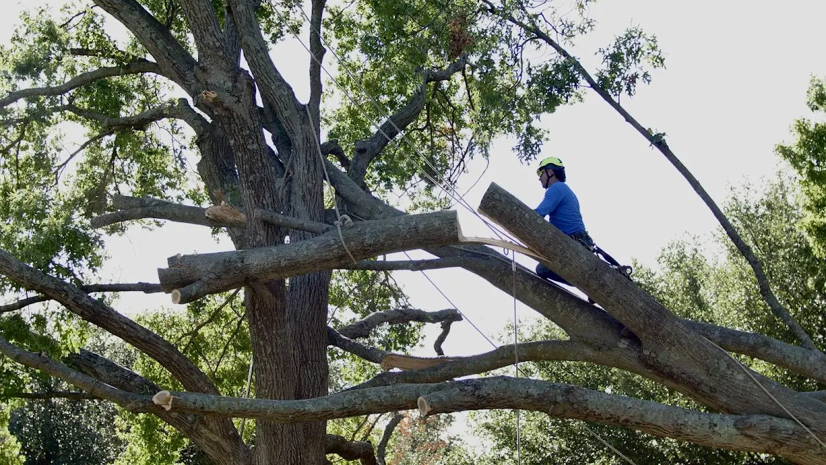 Professional Crown Thinning performed by certified arborists in Daleville