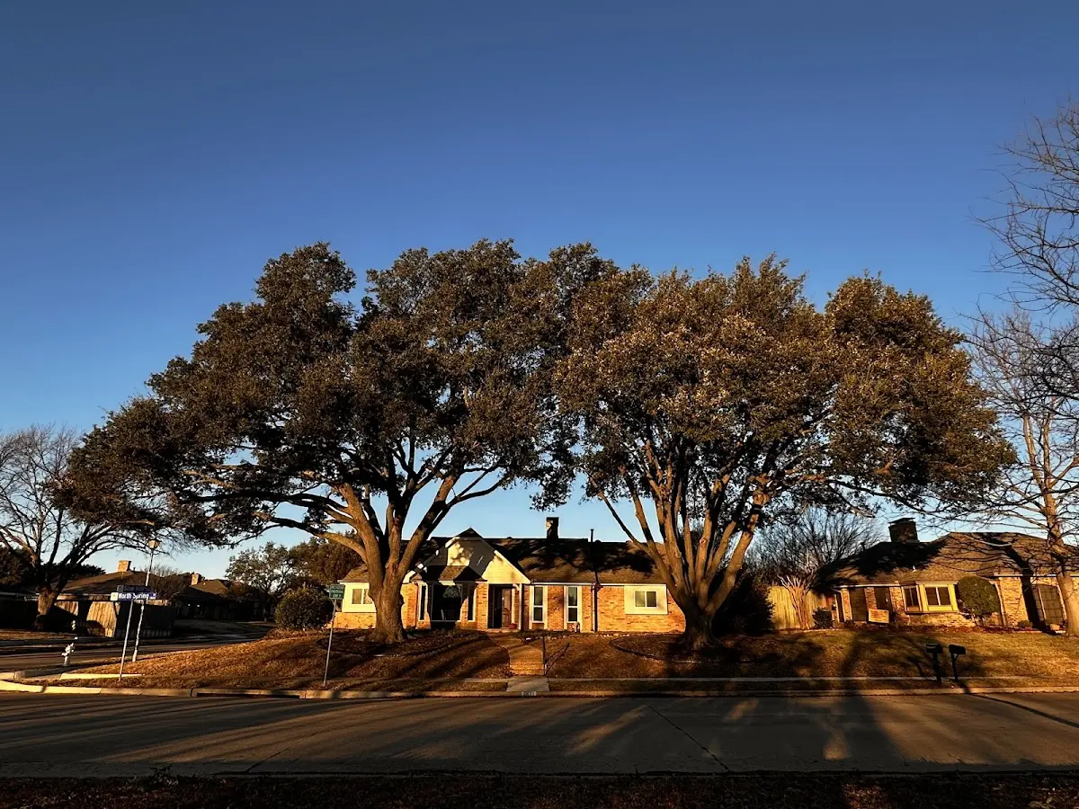 Established residential canopy tree shading a home in Daleville